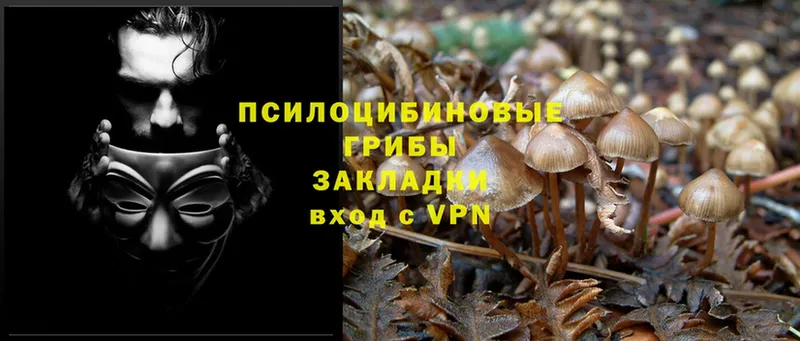 Псилоцибиновые грибы Psilocybine cubensis  наркота  Ладушкин 